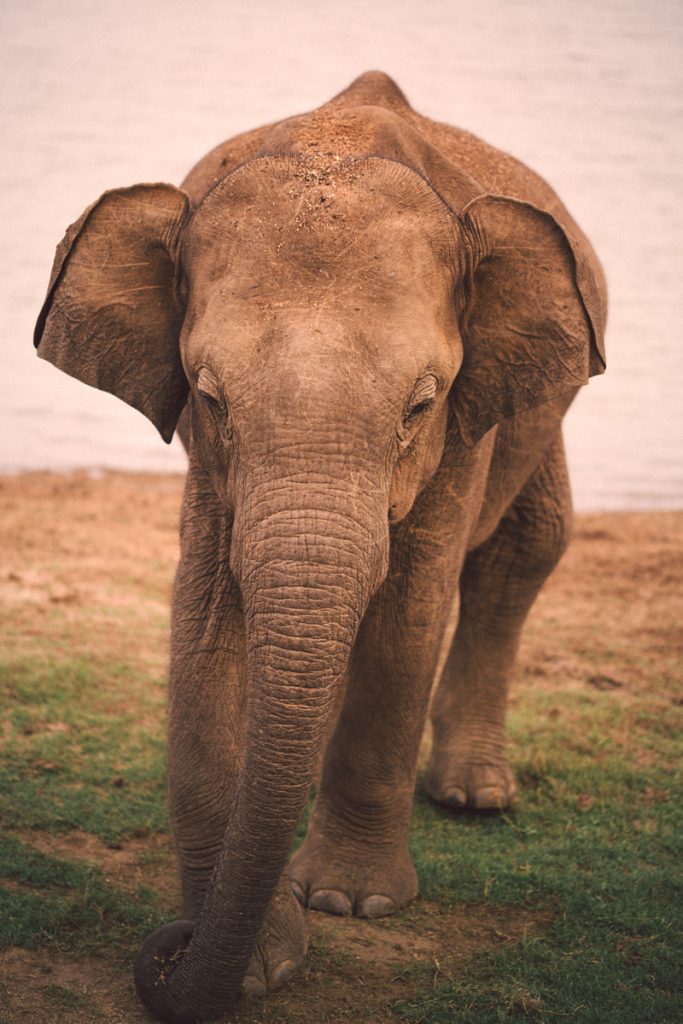 Galle éléphant uda walawe 