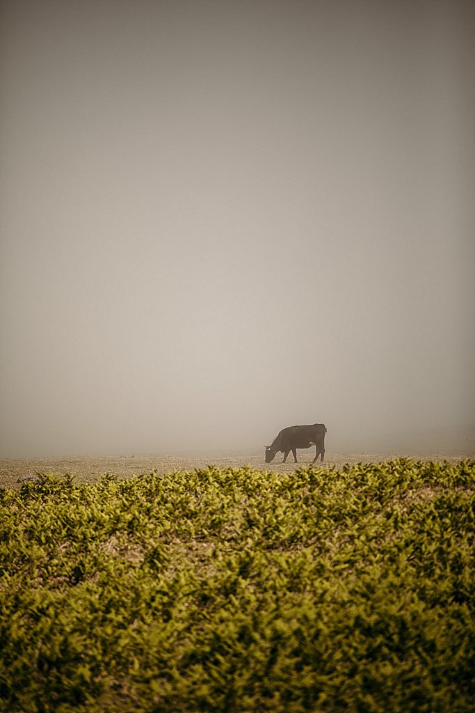 les plus belles randonnées de madère vache dans la brume
