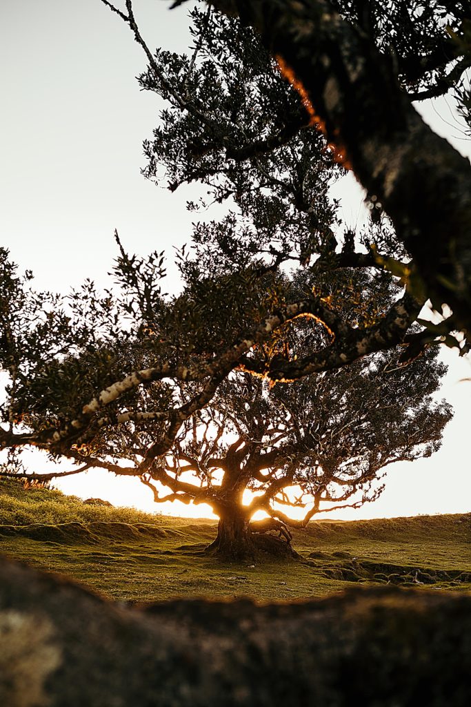 les plus belles randonnées de madère arbre au lever de soleil a madère