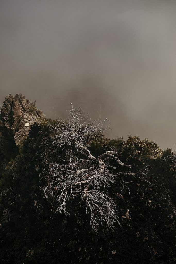 Les plus belles randonnées de Madère photo de madère arbre